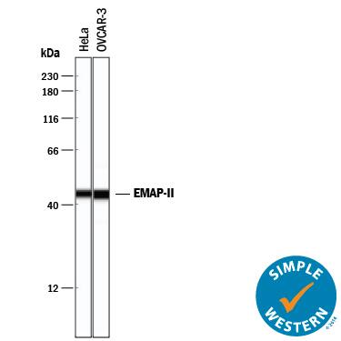 Simple Western lane view shows lysates of HeLa human cervical epithelial carcinoma cell line and OVCAR-3 human ovarian carcinoma cell line, loaded at 0.2 mg/mL. A specific band was detected for EMAP-II at approximately 45 kDa (as indicated) using 10 µg/mL of Goat Anti-Human EMAP-II Antigen Affinity-purified Polyclonal Antibody (Catalog # AF1910) followed by 1:50 dilution of HRP-conjugated Anti-Goat IgG Secondary Antibody (Catalog # HAF109). This experiment was conducted under reducing conditions and using the 12-230 kDa separation system.