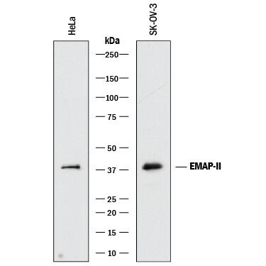 Western blot shows lysates of HeLa human cervical epithelial carcinoma cell line and SK-OV-3 human ovarian adenocarcinoma cell line. PVDF membrane was probed with 0.5 µg/mL of Goat Anti-Human EMAP-II Antigen Affinity-purified Polyclonal Antibody (Catalog # AF1910) followed by HRP-conjugated Anti-Goat IgG Secondary Antibody (Catalog # HAF017). A specific band was detected for EMAP-II at approximately 38 kDa (as indicated). This experiment was conducted under reducing conditions and using Immunoblot Buffer Group 1.