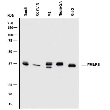 Western Blot EMAP-II/AIMP1 Antibody (959516) [Unconjugated]