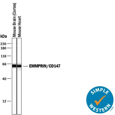 Simple Western lane view shows lysates of mouse brain (cortex) tissue and mouse heart tissue, loaded at 0.2 mg/mL. A specific band was detected for EMMPRIN/CD147 at approximately 62 kDa (as indicated) using 2 µg/mL of Goat Anti-Mouse EMMPRIN/CD147 Antigen Affinity-purified Polyclonal Antibody (Catalog # AF772) followed by 1:50 dilution of HRP-conjugated Anti-Goat IgG Secondary Antibody (Catalog # HAF109). This experiment was conducted under reducing conditions and using the 12-230 kDa separation system.