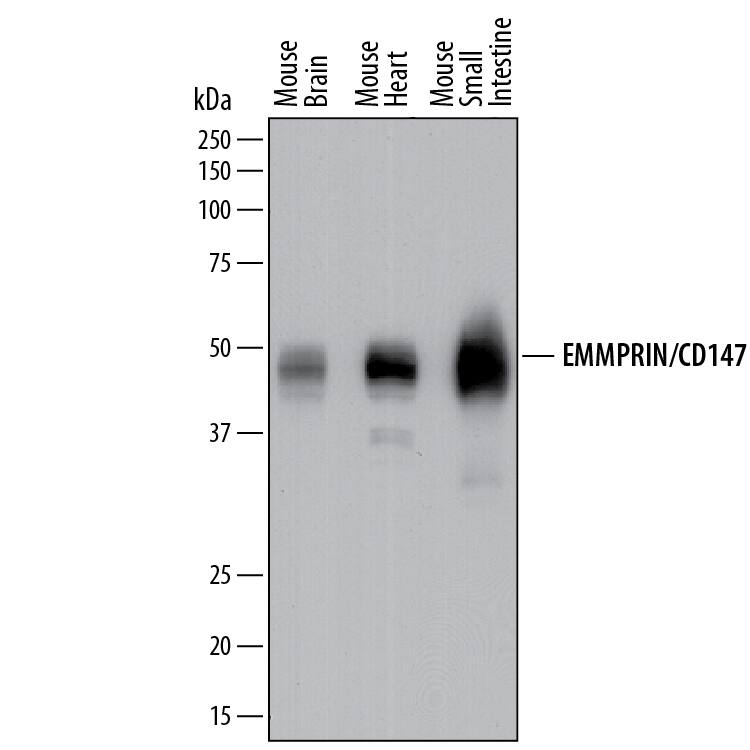 Western blot shows lysates of mouse brain tissue, mouse heart tissue, and mouse small intestine tissue. PVDF membrane was probed with 0.2 µg/mL of Goat Anti-Mouse EMMPRIN/CD147 Antigen Affinity-purified Polyclonal Antibody (Catalog # AF772) followed by HRP-conjugated Anti-Goat IgG Secondary Antibody (Catalog # HAF017). A specific band was detected for EMMPRIN/CD147 at approximately 45-60 kDa (as indicated). This experiment was conducted under reducing conditions and using Immunoblot Buffer Group 1.