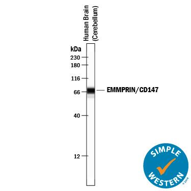 Simple Western lane view shows lysates of human brain (cerebellum) tissue, loaded at 0.2 mg/mL. A specific band was detected for EMMPRIN/CD147 at approximately 70 kDa (as indicated) using 10 µg/mL of Goat Anti-Human EMMPRIN/CD147 Antigen Affinity-purified Polyclonal Antibody (Catalog # AF972) followed by 1:50 dilution of HRP-conjugated Anti-Goat IgG Secondary Antibody (Catalog # HAF109). This experiment was conducted under reducing conditions and using the 12-230 kDa separation system.