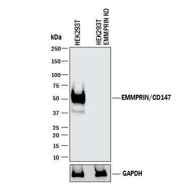 <b>Genetic Strategies Validation. </b>Western blot shows lysates of HEK293T human embryonic kidney parental cell line and EMMPRIN/CD147 knockout HEK293T cell line (KO). PVDF membrane was probed with 1 µg/mL of Goat Anti-Human EMMPRIN/CD147 Antigen Affinity-purified Polyclonal Antibody (Catalog # AF972) followed by HRP-conjugated Anti-Goat IgG Secondary Antibody (Catalog # HAF017). A specific band was detected for EMMPRIN/CD147 at approximately 51 kDa (as indicated) in the parental HEK293T cell line, but is not detectable in knockout HEK293T cell line. GAPDH (Catalog # AF5718) is shown as a loading control. This experiment was conducted under reducing conditions and using Immunoblot Buffer Group 1.