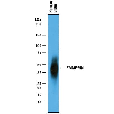 Western blot shows lysates of human brain tissue. PVDF membrane was probed with 1 µg/mL of Goat Anti-Human EMMPRIN/CD147 Antigen Affinity-purified Polyclonal Antibody (Catalog # AF972) followed by HRP-conjugated Anti-Goat IgG Secondary Antibody (Catalog # HAF019). A specific band was detected for EMMPRIN/CD147 at approximately 38-50 kDa (as indicated). This experiment was conducted under reducing conditions and using Immunoblot Buffer Group 1.