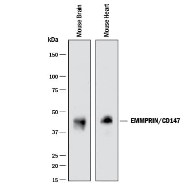 Western blot shows lysates of mouse brain tissue and mouse heart tissue. PVDF membrane was probed with 0.25 µg/mL of Rabbit Anti-Mouse EMMPRIN/CD147 Monoclonal Antibody (Catalog # MAB7721) followed by HRP-conjugated Anti-Rabbit IgG Secondary Antibody (HAF008). A specific band was detected for EMMPRIN/CD147 at approximately 42 kDa (as indicated). This experiment was conducted under reducing conditions and using Immunoblot Buffer Group 1.