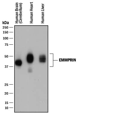 Western blot shows lysates of human brain (cerebellum) tissue, human heart tissue, and human liver tissue. PVDF membrane was probed with 0.2 µg/mL of Mouse Anti-Human EMMPRIN/CD147 Monoclonal Antibody (Catalog # MAB972) followed by HRP-conjugated Anti-Mouse IgG Secondary Antibody (Catalog # HAF018). A specific band was detected for EMMPRIN/CD147 at approximately 40-60 kDa (as indicated). This experiment was conducted under reducing conditions and using Immunoblot Buffer Group 1.