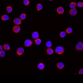 Immunocytochemistry EMP/MAEA Antibody