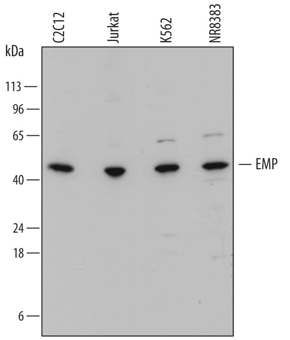 Western Blot EMP/MAEA Antibody