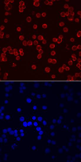 EMP/MAEA was detected in immersion fixed Jurkat human acute T cell leukemia cell line using Mouse Anti-Human/Mouse/Rat EMP/MAEA Monoclonal Antibody (Catalog # MAB7288) at 10 µg/mL for 3 hours at room temperature. Cells were stained using the NorthernLights™ 557-conjugated Anti-Mouse IgG Secondary Antibody (red, upper panel; Catalog # NL007) and counterstained with DAPI (blue, lower panel). Specific staining was localized to cell surfaces and cytoplasm. View our protocol for Fluorescent ICC Staining of Cells on Coverslips. This application has not been tested in mouse or rat samples.