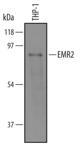 Western Blot EMR2 Antibody