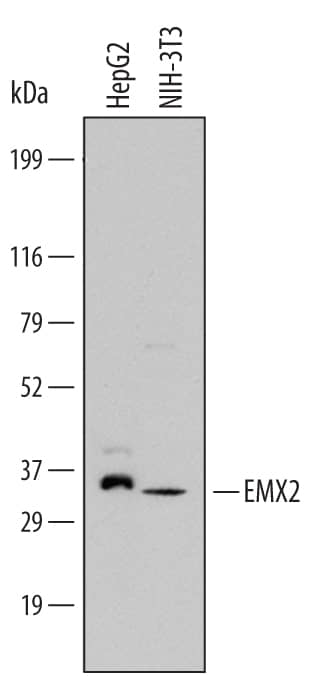 Western blot shows lysates of HepG2 human hepatocellular carcinoma cell line and NIH-3T3 mouse embryonic fibroblast cell line. PVDF Membrane was probed with 1 µg/mL of Human EMX2 Antigen Affinity-purified Polyclonal Antibody (Catalog # AF6470) followed by HRP-conjugated Anti-Sheep IgG Secondary Antibody (HAF016). A specific band was detected for EMX2 at approximately 33 kDa (as indicated). This experiment was conducted under reducing conditions and using Immunoblot Buffer Group 1.