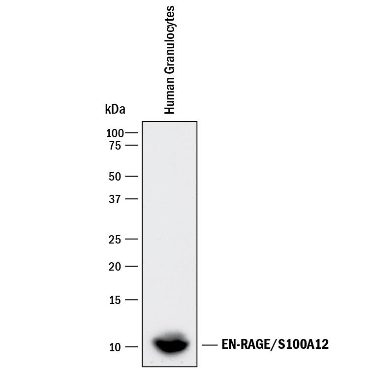Western blot shows lysates of human granulocytes. PVDF Membrane was probed with 2 µg/mL of Human EN-RAGE/S100A12 Monoclonal Antibody (Catalog # MAB10522) followed by HRP-conjugated Anti-Mouse IgG Secondary Antibody (Catalog # HAF018). A specific band was detected for EN-RAGE/S100A12 at approximately 10 kDa (as indicated). This experiment was conducted under reducing conditions and using Immunoblot Buffer Group 1.