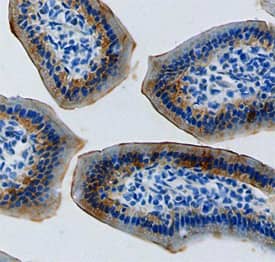 Immunohistochemistry ENPP-7/Alk-SMase Antibody