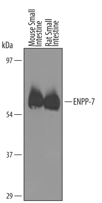 Western Blot ENPP-7/Alk-SMase Antibody