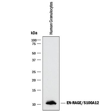 Western blot shows lysate of human granulocytes. PVDF membrane was probed with 1 µg/mL of Goat Anti-Human EN-RAGE/S100A12 Antigen Affinity-purified Polyclonal Antibody (Catalog # AF1052) followed by HRP-conjugated Anti-Goat IgG Secondary Antibody (HAF017). A specific band was detected for EN-RAGE/S100A12 at approximately 10 kDa (as indicated). This experiment was conducted under reducing conditions and using Immunoblot Buffer Group 1.