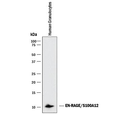 Western blot shows lysate of human granulocytes. PVDF membrane was probed with 1 µg/mL of Mouse Anti-Human EN-RAGE/S100A12 Monoclonal Antibody (Catalog # MAB10521) followed by HRP-conjugated Anti-Mouse IgG Secondary Antibody (Catalog # HAF018). A specific band was detected for EN-RAGE/S100A12 at approximately 10 kDa (as indicated). This experiment was conducted under reducing conditions and using Immunoblot Buffer Group 1.