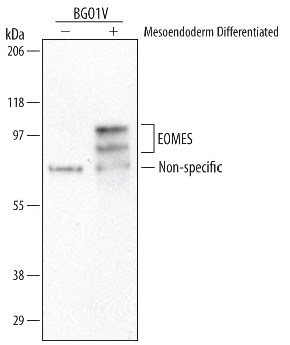 Western Blot EOMES Antibody