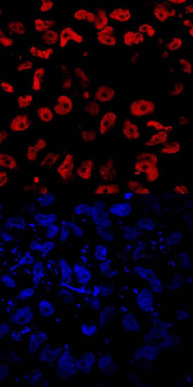 Immunocytochemistry EOMES Antibody (644730)