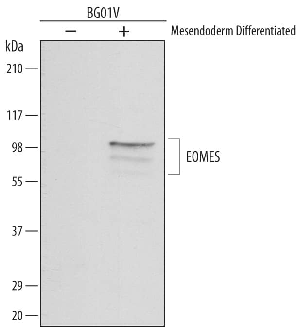 Western Blot EOMES Antibody (644730)