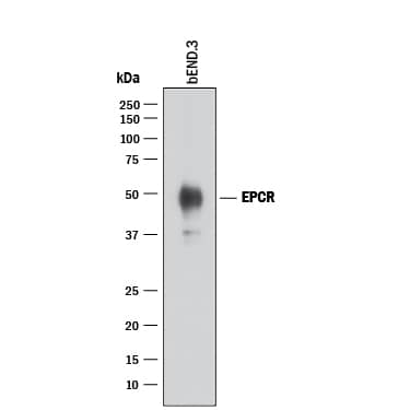 Western blot shows lysates of bEnd.3 mouse endothelioma cell line. PVDF membrane was probed with 0.5 µg/mL of Goat Anti-Mouse EPCR Antigen Affinity-purified Polyclonal Antibody (Catalog # AF2749) followed by HRP-conjugated Anti-Goat IgG Secondary Antibody (Catalog # HAF017). A specific band was detected for EPCR at approximately 48 kDa (as indicated). This experiment was conducted under reducing conditions and using Immunoblot Buffer Group 1.