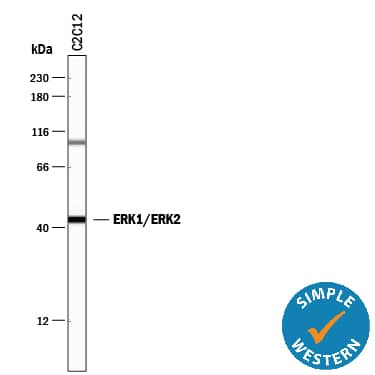 Simple Western lane view shows lysates of C2C12 mouse myoblast cell line, loaded at 0.2 mg/mL. A specific band was detected for ERK1/ERK2 at approximately 44 kDa (as indicated) using 10 µg/mL of Rabbit Anti-Human/Mouse/Rat ERK1/ERK2 Antigen Affinity-purified Polyclonal Antibody (Catalog # AF1576). This experiment was conducted under reducing conditions and using the 12-230 kDa separation system.