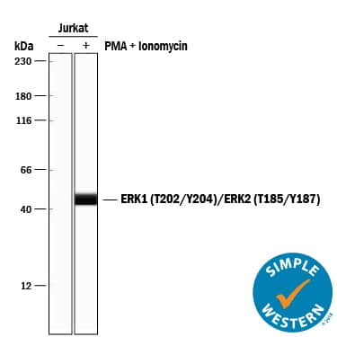 Simple Western ERK1 [p Thr202, p Tyr204, p Thr185, p Tyr187] Antibody (1088B) [Unconjugated]
