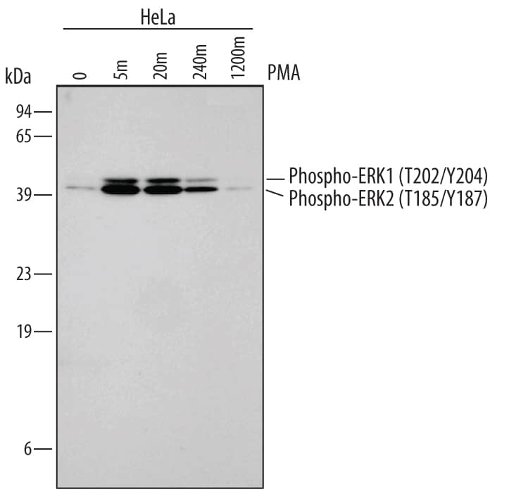 <b>Biological Strategies Validation. </b>Western blot shows lysates of HeLa human cervical epithelial carcinoma cell line untreated (-) or treated (+) with 200 nM PMA for for the indicated times. PVDF membrane was probed with 0.1 µg/mL of Rabbit Anti-Human/Mouse/Rat Phospho-ERK1 (T202/Y204)/ERK2 (T185/Y187) Antigen Affinity-purified Polyclonal Antibody (Catalog # AF1018), followed by HRP-conjugated Anti-Rabbit IgG Secondary Antibody (Catalog # HAF008). Specific bands were detected for Phospho-ERK1 (T202/Y204) and ERK2 (T185/Y187) at approximately 42 and 44 kDa (as indicated). This experiment was conducted under reducing conditions and using Immunoblot Buffer Group 1.