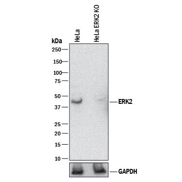 <b>Genetic Strategies Validation. </b>Western blot shows lysates of HeLa human cervical epithelial carcinoma parental cell line and ERK2 knockout HeLa cell line (KO). PVDF membrane was probed with 1 µg/mL of Goat Anti-Human/Mouse/Rat ERK2 Antigen Affinity-purified Polyclonal Antibody (Catalog # AF12301) followed by HRP-conjugated Anti-Goat IgG Secondary Antibody (Catalog # HAF017). A specific band was detected for ERK2 at approximately 42 kDa (as indicated) in the parental HeLa cell line, but is not detectable in knockout HeLa cell line. GAPDH (Catalog # AF5718) is shown as a loading control. This experiment was conducted under reducing conditions and using Immunoblot Buffer Group 1.