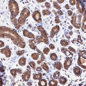Immunohistochemistry ERK2 Antibody [Unconjugated]