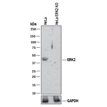 Knockout Validated ERK2 Antibody [Unconjugated]