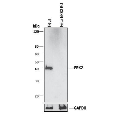 <b>Genetic Strategies Validation. </b>Western blot shows lysates of HeLa human cervical epithelial carcinoma parental cell line and ERK2 knockout HeLa cell line (KO). PVDF membrane was probed with 1 µg/mL of Mouse Anti-Human/Mouse/Rat ERK2 Monoclonal Antibody (Catalog # MAB1230) followed by HRP-conjugated Anti-Mouse IgG Secondary Antibody (Catalog # HAF018). A specific band was detected for ERK2 at approximately 42 kDa (as indicated) in the parental HeLa cell line, but is not detectable in knockout HeLa cell line. GAPDH (Catalog # MAB5718) is shown as a loading control. This experiment was conducted under reducing conditions and using Immunoblot Buffer Group 1.