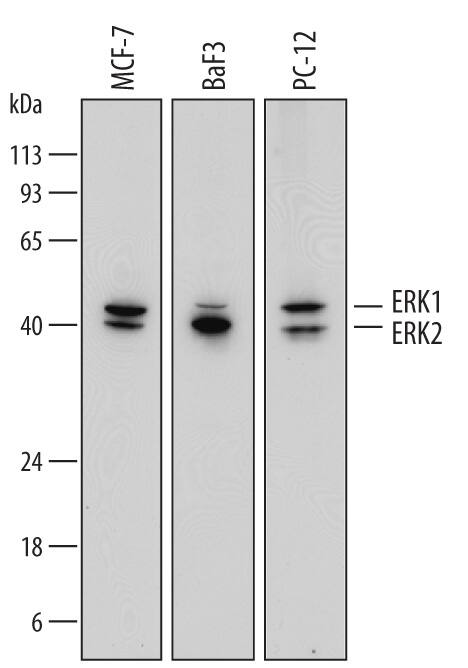 Western blot shows lysates of MCF-7 human breast cancer cell line, BaF3 mouse pro-B cell line, and PC-12 rat adrenal pheochromocytoma cell line. PVDF membrane was probed with 1 µg/mL of Mouse Anti-Human/Mouse/Rat ERK1/ERK2 Monoclonal Antibody (Catalog # MAB15761) followed by HRP-conjugated Anti-Mouse IgG Secondary Antibody (Catalog # HAF007). Specific bands were detected for ERK1/ERK2 at approximately 42 and 44 kDa (as indicated). This experiment was conducted under reducing conditions and using Immunoblot Buffer Group 1.