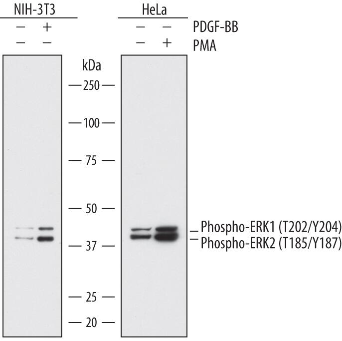 Western blot shows lysates of NIH-3T3 mouse embryonic fibroblast cell line and HeLa human cervical epithelial carcinoma cell line untreated (-) or treated (+) with 10 ng/mL Recombinant Human PDGF-BB (Catalog # 220-BB) for 5 minutes and 200 nM PMA for 20 minutes. PVDF membrane was probed with 0.5 µg/mL of Mouse Anti-Phospho-ERK1 (T202/Y204)/ ERK2 (T185/Y187) Monoclonal Antibody (Catalog # MAB1825) followed by HRP-conjugated Anti-Mouse IgG Secondary Antibody (Catalog # HAF018). Specific bands were detected for Phospho-ERK1 (T202/Y204) and Phospho-ERK2 (T185/Y187) at approximately 43 and 41 kDa, respectively (as indicated). This experiment was conducted under reducing conditions and using Immunoblot Buffer Group 1.