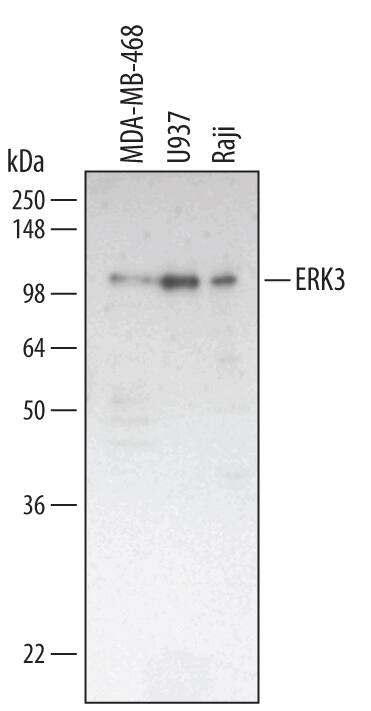 Western blot shows lysates of MDA-MB-468 human breast cancer cell line, U937 human histiocytic lymphoma cell line, and Raji human Burkitt's lymphoma cell line. PVDF membrane was probed with 1 µg/mL of Human ERK3 Antigen Affinity-purified Polyclonal Antibody (Catalog # AF3196) followed by HRP-conjugated Anti-Goat IgG Secondary Antibody (Catalog # HAF109). A specific band was detected for ERK3 at approximately 105 kDa (as indicated). This experiment was conducted using Immunoblot Buffer Group 1.