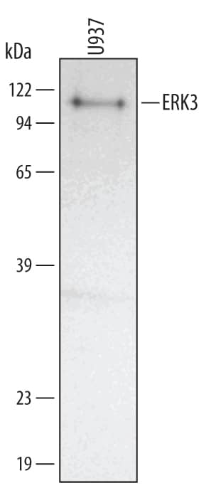 Western blot shows lysates of U937 human histiocytic lymphoma cell line. PVDF membrane was probed with 1 µg/mL of Mouse Anti-Human ERK3 Monoclonal Antibody (Catalog # MAB3196) followed by HRP-conjugated Anti-Mouse IgG Secondary Antibody (Catalog # HAF007). A specific band was detected for ERK3 at approximately 105 kDa (as indicated). This experiment was conducted under reducing conditions and using Immunoblot Buffer Group 1.