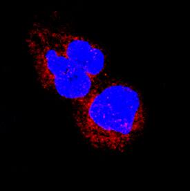 ERK4 was detected in immersion fixed Raji human Burkitt's lymphoma cell line using Rat Anti-Human/Mouse/Rat ERK4 Monoclonal Antibody (Catalog # MAB3914) at 3 µg/mL for 3 hours at room temperature. Cells were stained using the NorthernLights™ 557-conjugated Anti-Rat IgG Secondary Antibody (red; Catalog # NL013) and counterstained with DAPI (blue). Specific staining was localized to cytoplasm. View our protocol for Fluorescent ICC Staining of Non-adherent Cells.