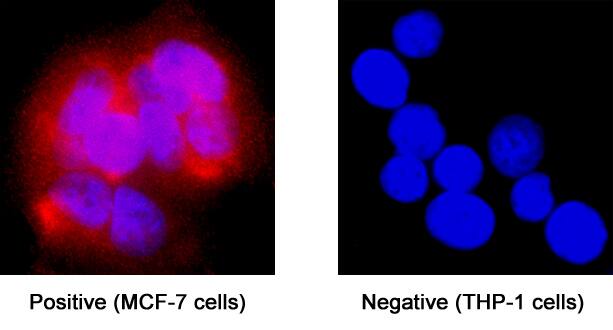 ER beta /NR3A2 was detected in immersion fixed MCF-7 human breast cancer cell line (left panel; positive staining) and THP-1 human acute monocytic leukemia cell line (right panel; negative staining) using Mouse Anti-Human ER beta /NR3A2 Monoclonal Antibody (Catalog # MAB71061) at 8 µg/mL for 3 hours at room temperature. Cells were stained using the NorthernLights™ 557-conjugated Anti-Mouse IgG Secondary Antibody (red; Catalog # NL007) and counterstained with DAPI (blue). Specific staining was localized to cytoplasm. View our protocol for Fluorescent ICC Staining of Non-adherent Cells.