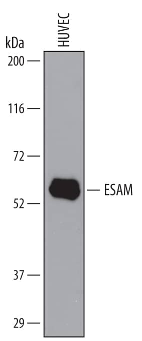 Western Blot ESAM Antibody