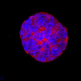 ESGP was detected in immersion fixed D3 mouse embryonic stem cell line using Sheep Anti-Mouse ESGP Antigen Affinity-purified Polyclonal Antibody (Catalog # AF4580) at 10 µg/mL for 3 hours at room temperature. Cells were stained using the NorthernLights™ 557-conjugated Anti-Sheep IgG Secondary Antibody (red; Catalog # NL010) and counterstained with DAPI (blue). Specific staining was localized to cytoplasm and cell secretion. View our protocol for Fluorescent ICC Staining of Stem Cells on Coverslips.