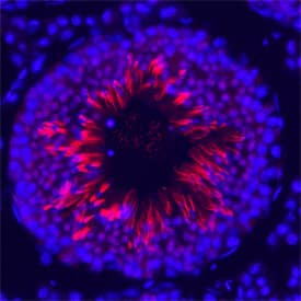ESGP was detected in perfusion fixed frozen sections of mouse testis using Sheep Anti-Mouse ESGP Antigen Affinity-purified Polyclonal Antibody (Catalog # AF4580) at 1.7 µg/mL overnight at 4 °C. Tissue was stained using the Northern-Lights™ 557-conjugated Anti-Sheep IgG Secondary Antibody (red; Catalog # NL010) and counterstained with DAPI (blue). Specific staining was localized to late spermatids. View our protocol for Fluorescent IHC Staining of Frozen Tissue Sections.