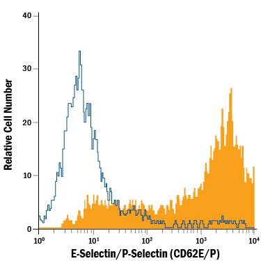 HUVEC human umbilical vein endothelial cells treated with Recombinant Human TNF-a (Catalog # 210-TA) were stained with Mouse Anti-Human E-Selectin/P-Selectin (CD62E/P) PE-conjugated Monoclonal Antibody (Catalog # FAB6169P, filled histogram) or isotype control antibody (Catalog # IC002P, open histogram). View our protocol for Staining Membrane-associated Proteins.