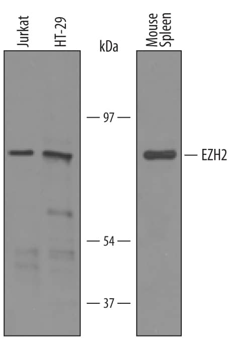 Western Blot EZH2/KMT6 Antibody [Unconjugated]