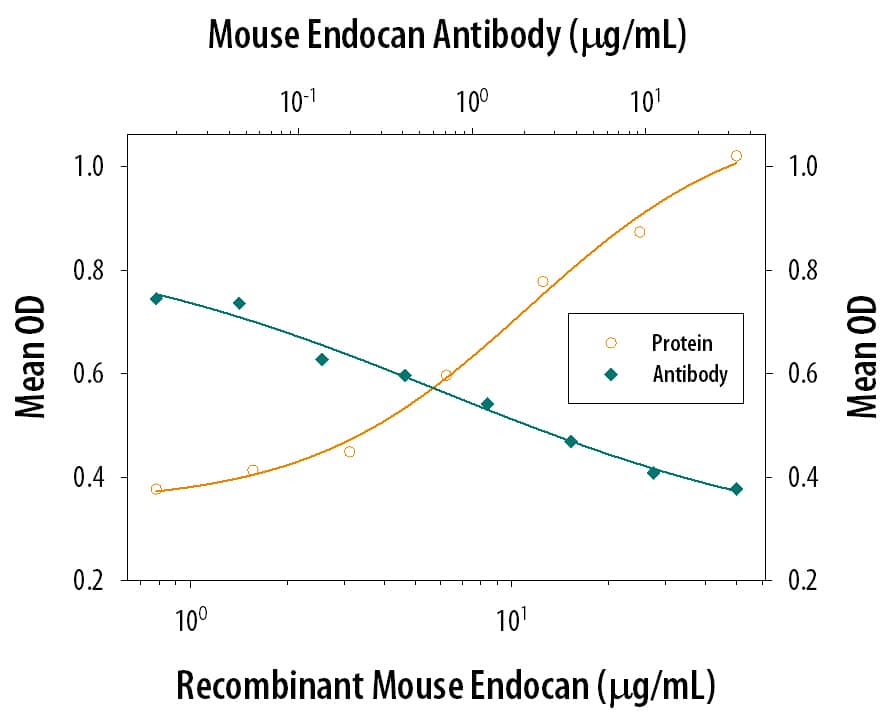 Recombinant Mouse Endocan/ESM-1 (Catalog # 1999-EC), immo-bilized onto a microplate, supports the adhesion of the Jurkat human acute T cell leukemia cell line in a dose-dependent manner (orange line). Adhesion elicited by Recombinant Mouse Endocan/ESM-1 (25 µg/mL) is neutralized (green line) by increasing concentrations of Rat Anti-Mouse Endocan/ESM-1 Monoclonal Antibody (Catalog # MAB1999). The ND50 is typically 0.75-3.5 µg/mL.