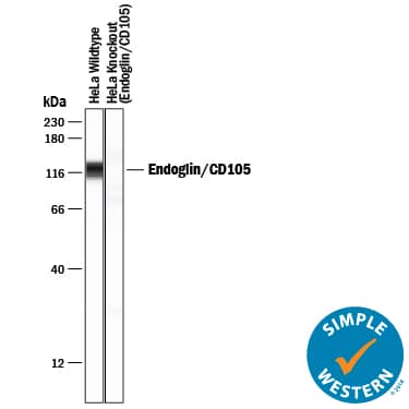 Simple Western Endoglin/CD105 Antibody [Unconjugated]