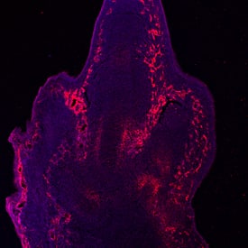 Immunohistochemistry Endoglin/CD105 Antibody (209701) [Unconjugated]