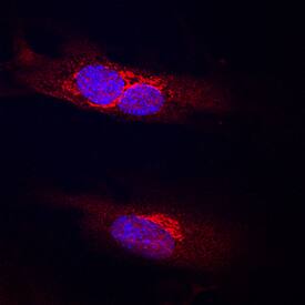 Endoglycan/PODXL2 was detected in immersion fixed HUVEC human umbilical vein endothelial cells using Goat Anti-Human Endoglycan/PODXL2 Antigen Affinity-purified Polyclonal Antibody (Catalog # AF1524) at 10 µg/mL for 3 hours at room temperature. Cells were stained using the NorthernLights™ 557-conjugated Anti-Goat IgG Secondary Antibody (red; Catalog # NL001) and counterstained with DAPI (blue). Specific staining was localized to cell membranes. View our protocol for Fluorescent ICC Staining of Cells on Coverslips.