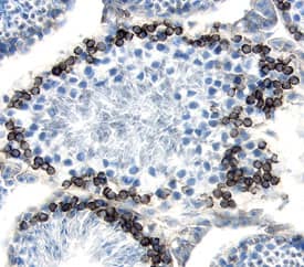Endoglycan/PODXL2 was detected in perfusion fixed frozen sections of mouse testis using 1.7 µg/mL Goat Anti-Mouse Endoglycan/PODXL2 Antigen Affinity-purified Polyclonal Antibody (Catalog # AF3534) overnight at 4 °C. Tissue was stained with the Anti-Goat HRP-DAB Cell & Tissue Staining Kit (brown; Catalog # CTS008) and counter-stained with hematoxylin (blue). View our protocol for Chromogenic IHC Staining of Frozen Tissue Sections.