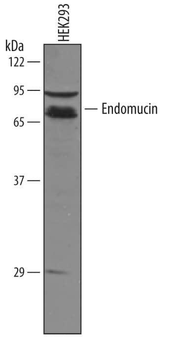 Western blot shows lysates of HEK293 human embryonic kidney cell line. PVDF membrane was probed with 1 µg/mL of Goat Anti-Human Endomucin Antigen Affinity-purified Polyclonal Antibody (Catalog # AF7206) followed by HRP-conjugated Anti-Goat IgG Secondary Antibody (Catalog # HAF019). Specific bands were detected for Endomucin at approximately 80 to 95 kDa (as indicated). This experiment was conducted under reducing conditions and using Immunoblot Buffer Group 8.