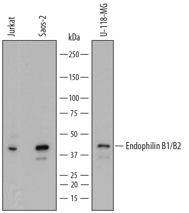 Western blot shows lysates of Jurkat human acute T cell leukemia cell line, Saos-2 human osteosarcoma cell line, and U-118-MG human glioblastoma/astrocytoma cell line. PVDF membrane was probed with 0.2 µg/mL of Mouse Anti-Human Endophilin B1/B2 Monoclonal Antibody (Catalog # MAB7456) followed by HRP-conjugated Anti-Mouse IgG Secondary Antibody (Catalog # HAF018). A specific band was detected for Endophilin B1/B2 at approximately 43 kDa (as indicated). This experiment was conducted under reducing conditions and using Immunoblot Buffer Group 1.