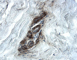 Immunohistochemistry Endorepellin/Perlecan/Heparan Sulfate Proteoglycan Antibody [Unconjugated]
